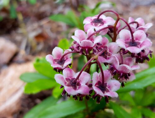 Hiking-Nature-GALLERY-60024