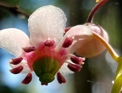 Hiking-Nature-GALLERY-60095