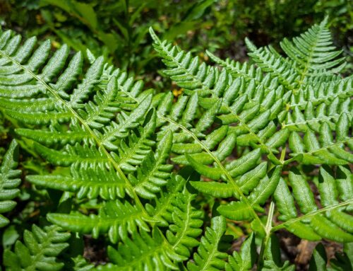 Hiking-Nature-GALLERY-60102