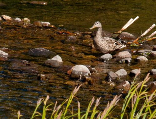 Hiking-Wildlife-GALLERY-0068
