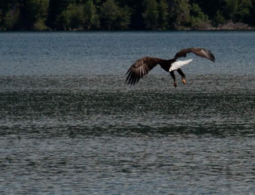 Hiking-Wildlife-GALLERY-0718