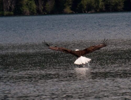 Hiking-Wildlife-GALLERY-0719