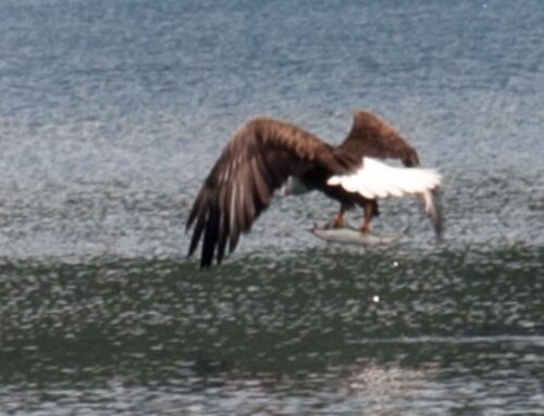 Hiking-Wildlife-GALLERY-0721