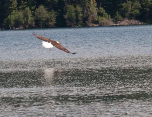 Hiking-Wildlife-GALLERY-0722